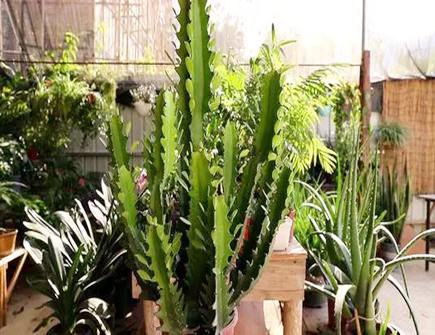 龙骨花有哪些风水作用 龙骨花有哪些风水作用