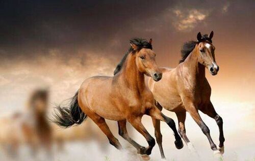 算命驿马什么意思 算命驿马什么意思