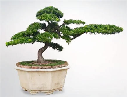 适合摆放在客厅的大型植物