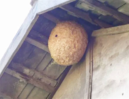 家里出现蜂窝有什么风水影响