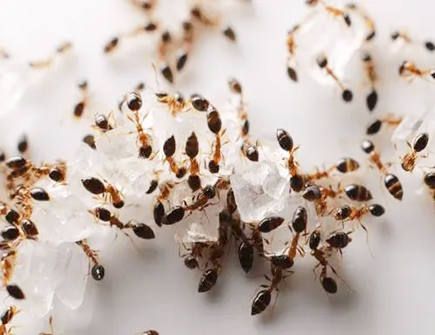 家里有蚂蚁有什么风水影响