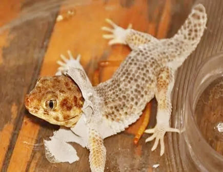 家里出现壁虎有什么征兆