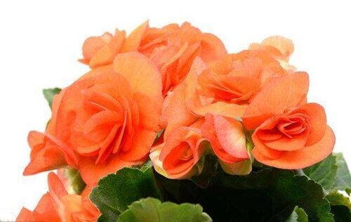 八字建禄格 八字建禄格