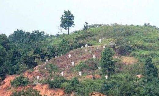 八字看坟山 八字看坟山