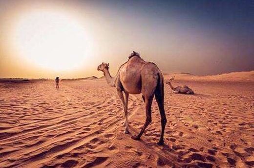 申亥相害怎么化解 申亥相害怎么化解