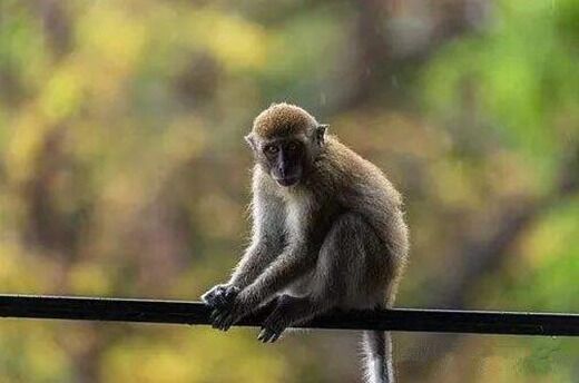 申亥相害怎么化解 申亥相害怎么化解