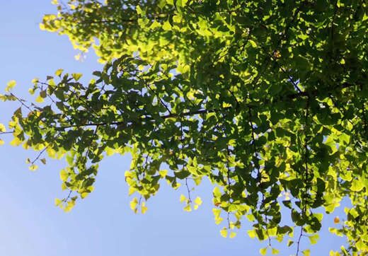 八字木多性格 八字木多性格