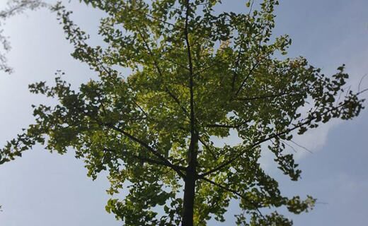 八字木多性格 八字木多性格