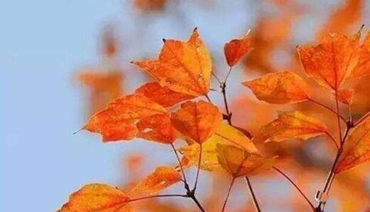 神煞孤辰寡宿 神煞孤辰寡宿