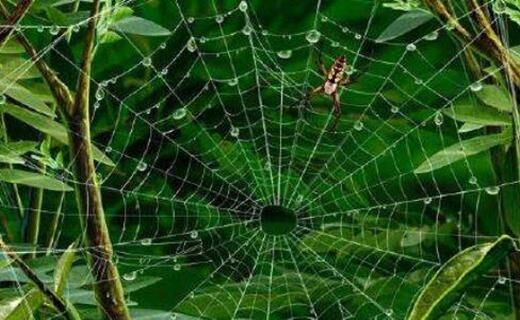 神煞天罗地网 神煞天罗地网