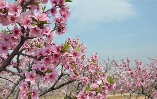 八字看桃花 八字看桃花