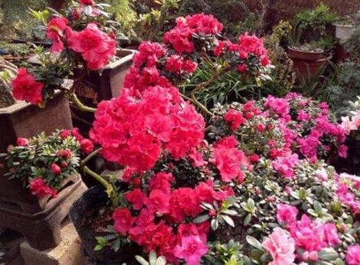 八字看桃花 八字看桃花