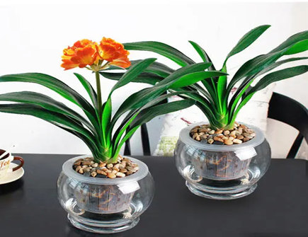 适合摆放在客厅的水培植物