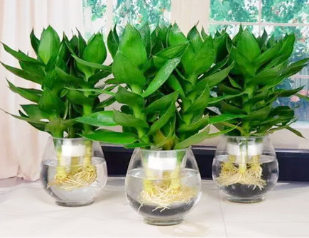 卧室适合养什么水培植物好