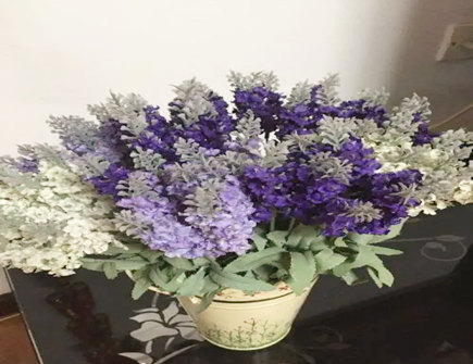 床头适合养什么花卉植物 床头适合养什么花卉植物