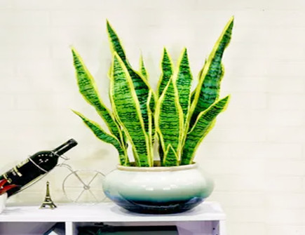 虎皮兰摆放的三大风水禁忌 虎皮兰摆放的三大风水禁忌