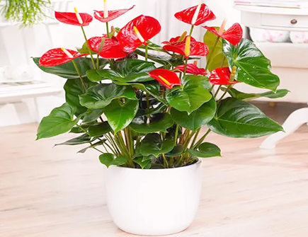 红掌摆放的风水禁忌