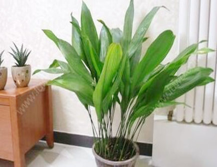 客厅进门处摆放什么植物好 客厅进门处摆放什么植物好