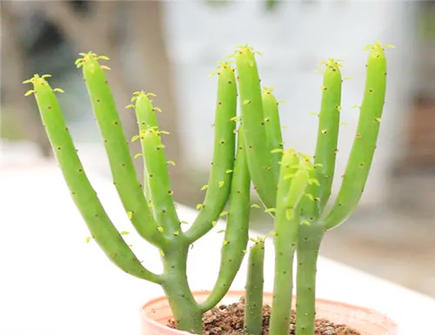 茶几适合摆放的七种绿植 茶几适合摆放的七种绿植