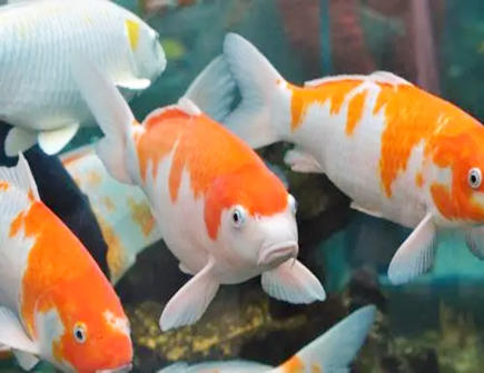 养什么鱼招财旺运 养什么鱼招财旺运