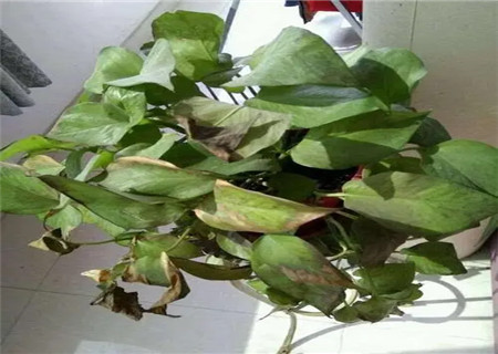 家庭风水不好的前兆特征 家庭风水不好的前兆特征