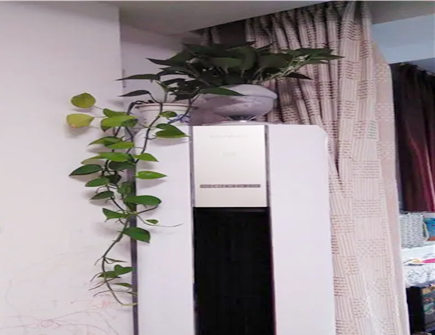 空调上摆放什么花可以旺财g 空调上摆放什么花可以旺财