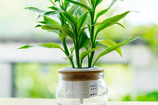 办公室植物摆放不好会破财