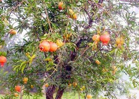 石榴木命是什么意思 石榴木命是什么意思