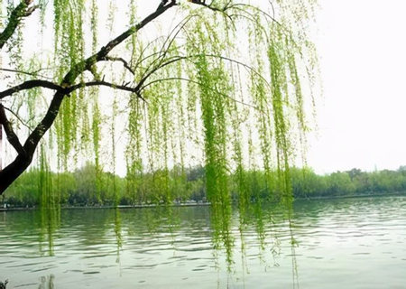 杨柳木命是什么意思 杨柳木命是什么意思