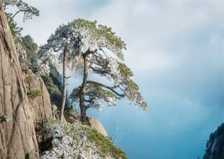 松柏木命是什么意思