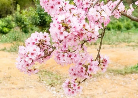 八字红艳煞是什么意思