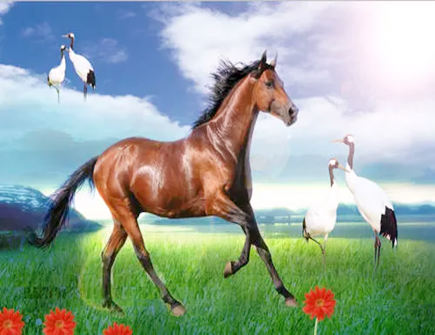 与属马人和谐相处的相处之道