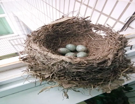 鸟在家窗户外做窝风水好不好 鸟在家窗户外做窝风水好不好