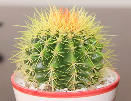 仙人掌的风水作用