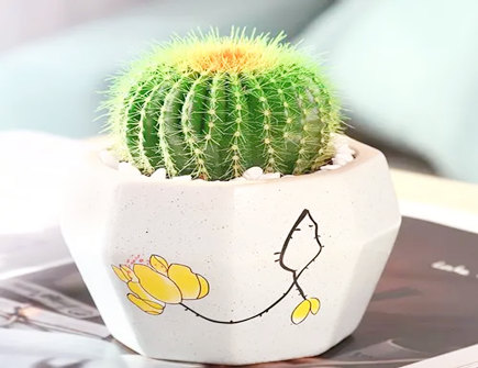 仙人掌的风水作用 仙人掌的风水作用