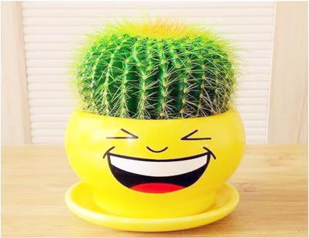 仙人掌的风水作用 仙人掌的风水作用