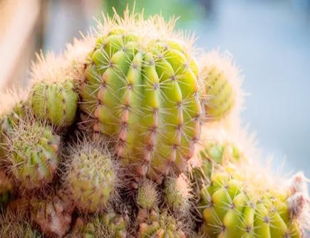 仙人掌摆放的风水禁忌