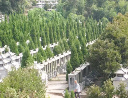 坟地种什么树旺子孙