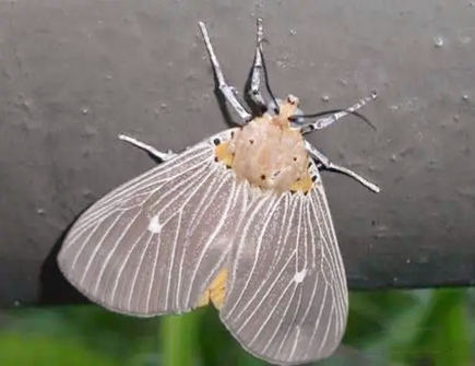 家里飞进飞蛾预示着什么