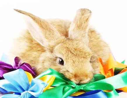 2022年属兔人运气怎么样 2022年属兔人运气怎么样