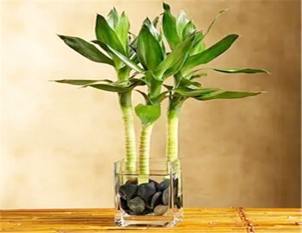 富贵竹养几根旺财