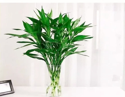 养富贵竹几支最助学业 养富贵竹几支最助学业