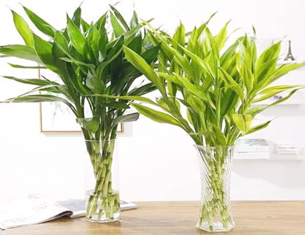 养富贵竹几支最助学业 养富贵竹几支最助学业