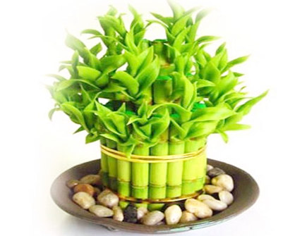 养富贵竹几支最助学业 养富贵竹几支最助学业