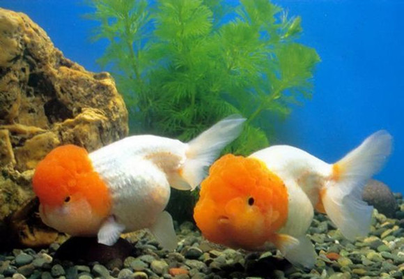 养鱼放在哪里最旺财 养鱼放在哪里最旺财