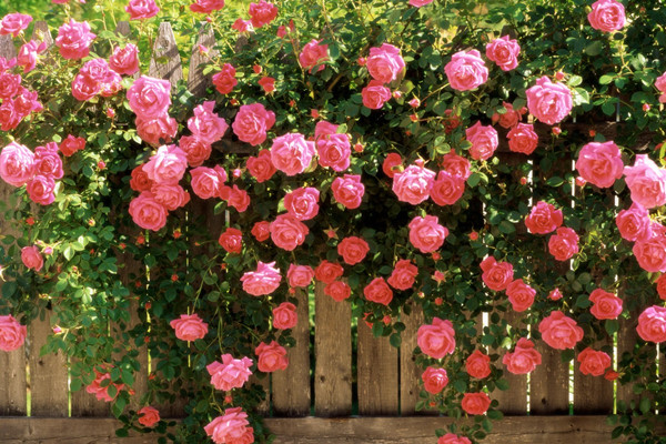 玫瑰花的风水禁忌