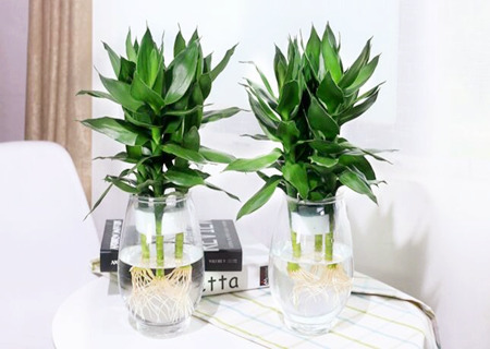 家中富贵竹的摆放风水 家中富贵竹的摆放风水
