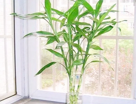 客厅财位摆放富贵竹好吗