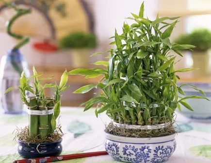 客厅财位摆放富贵竹好吗 客厅财位摆放富贵竹好吗