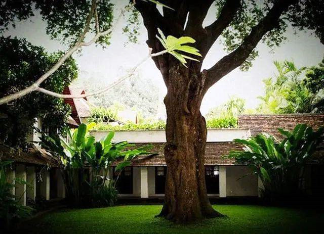 房子边应当种什么树木风水好
